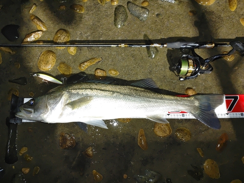 シーバスの釣果