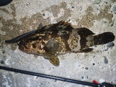 タケノコメバルの釣果