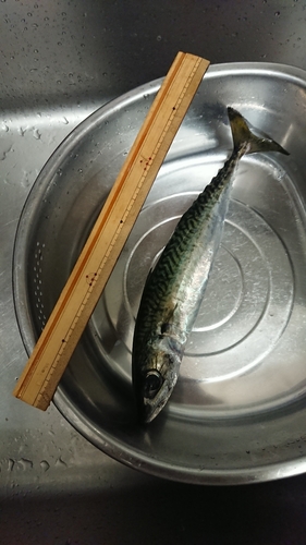 サバの釣果