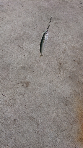 サバの釣果