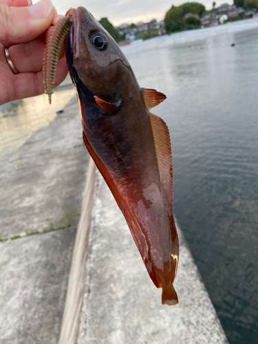 ドンコの釣果