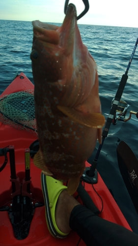 アコウの釣果