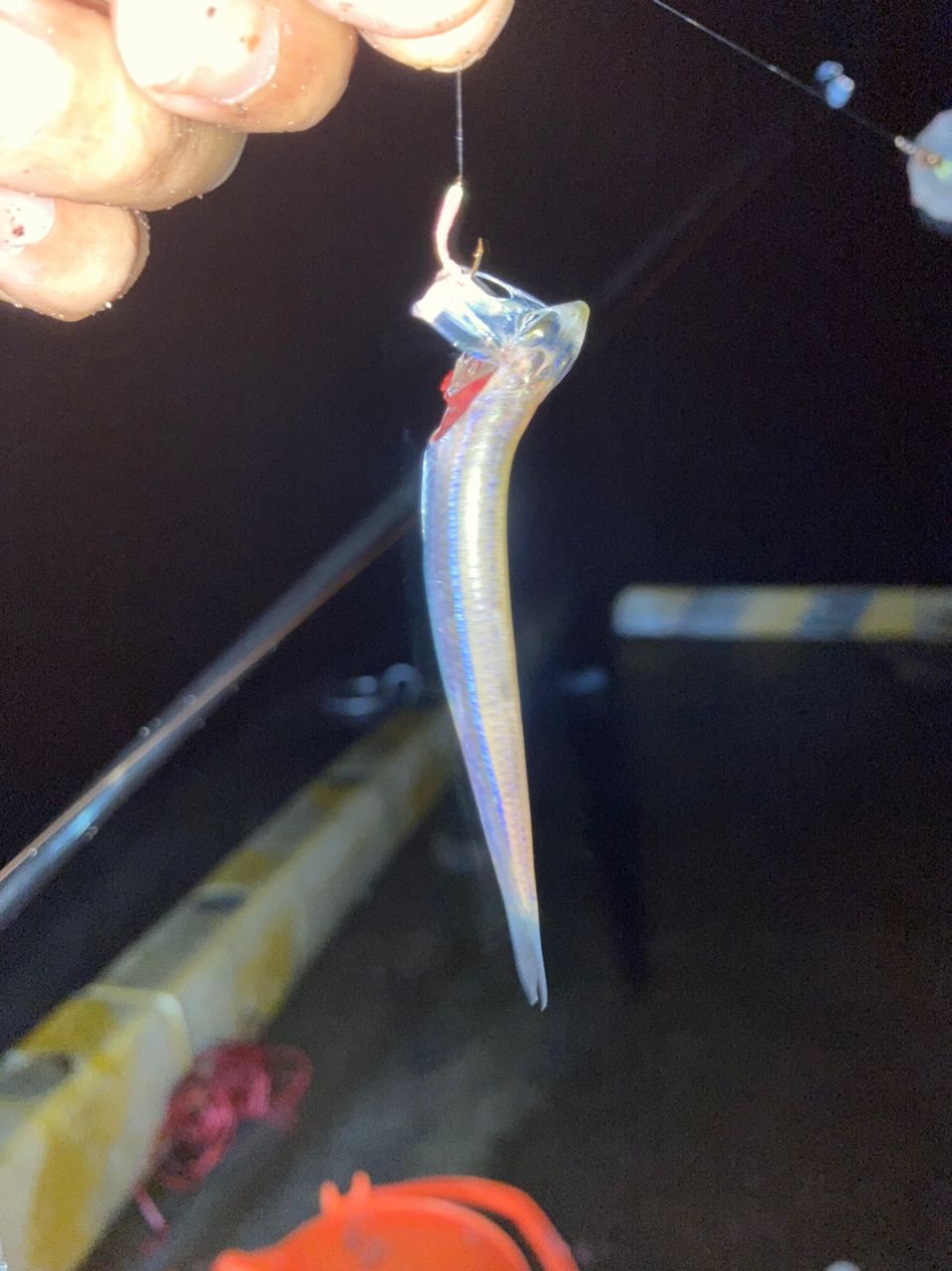 カタクチイワシ