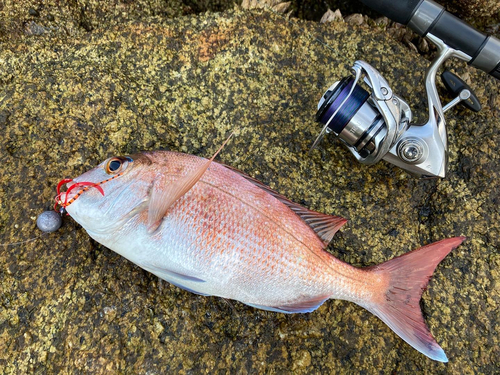 マダイの釣果