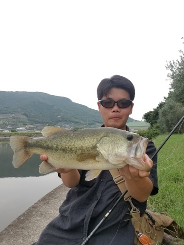 ブラックバスの釣果