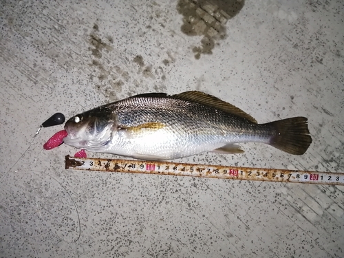 イシモチの釣果