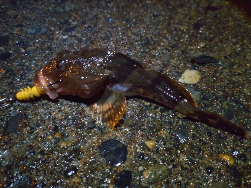 カジカの釣果