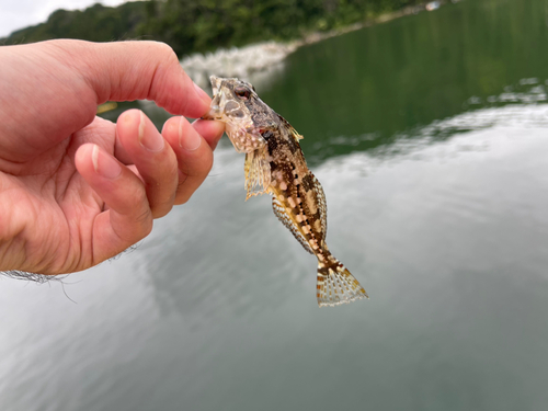 アサヒアナハゼの釣果