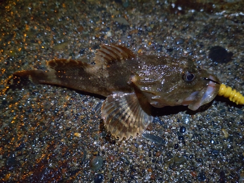 カジカの釣果