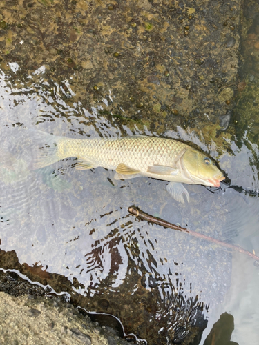 コイの釣果