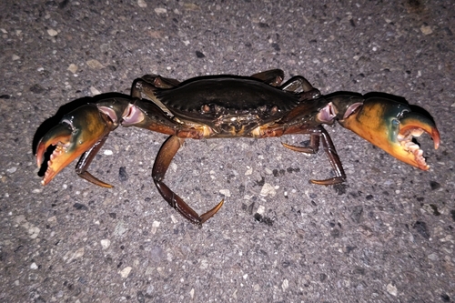 ノコギリガザミの釣果