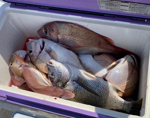 マダイの釣果