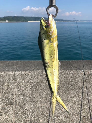 シイラの釣果