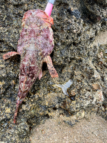 オニカサゴの釣果