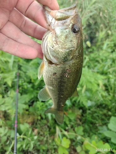 釣果