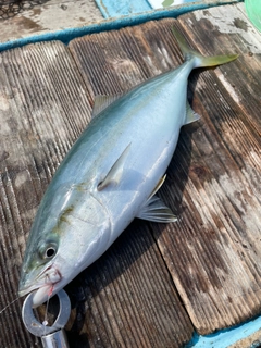 メジロの釣果