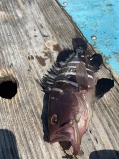 マハタの釣果