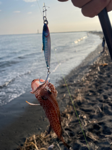 オオモンハタの釣果