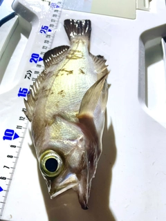 クロメバルの釣果