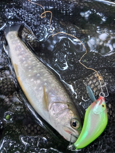 エゾイワナの釣果