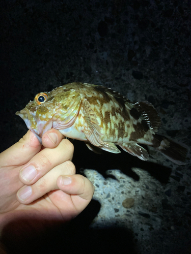 カサゴの釣果