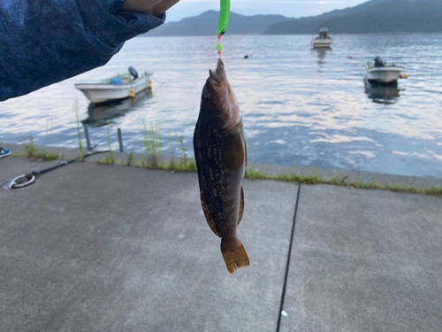 アイナメの釣果