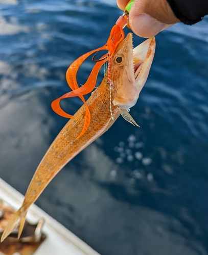 アカエソの釣果