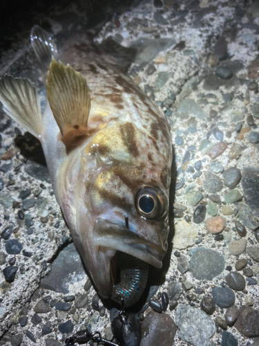 クロソイの釣果