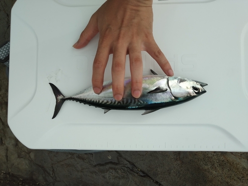 マルソウダの釣果