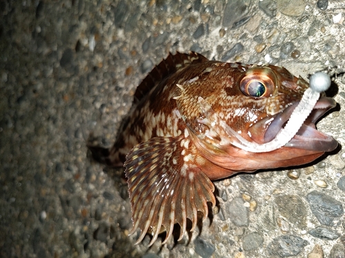 カサゴの釣果