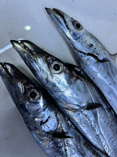 タチウオの釣果