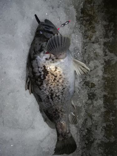 クロソイの釣果