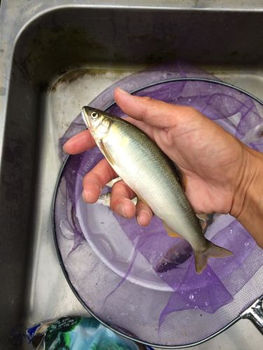 アユの釣果