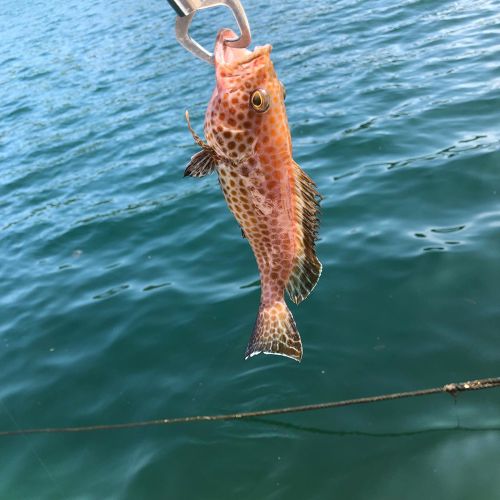 オオモンハタの釣果