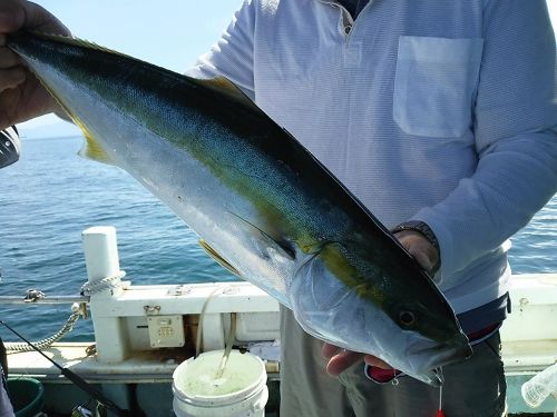 ハマチの釣果