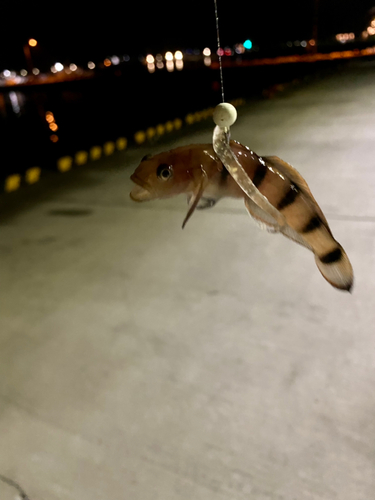 リュウグウハゼの釣果