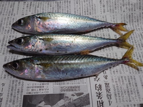 サバの釣果