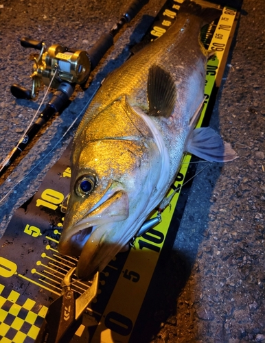 シーバスの釣果