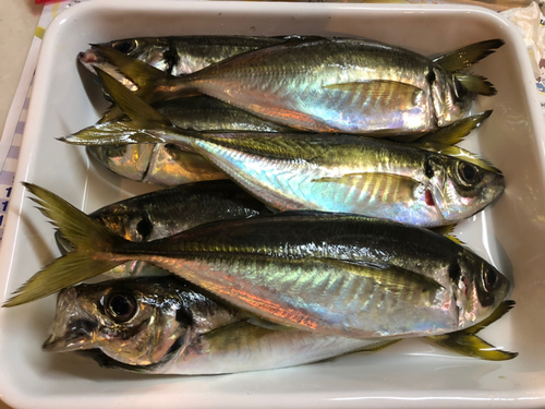 アジの釣果