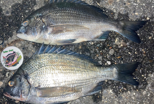 チヌの釣果