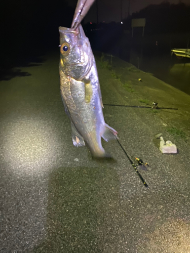 シーバスの釣果