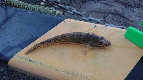 マハゼの釣果