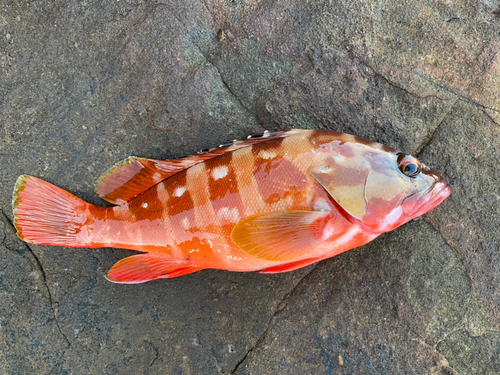 アカハタの釣果