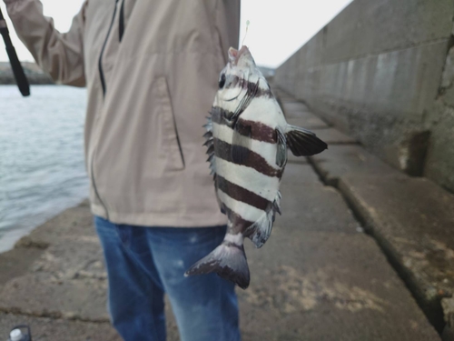 シマダイの釣果