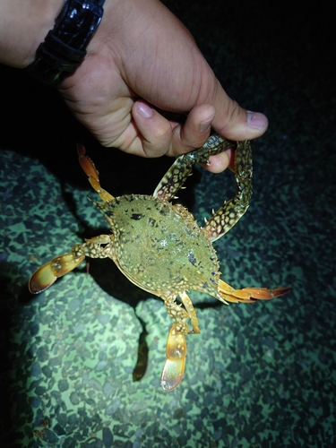 ワタリガニの釣果