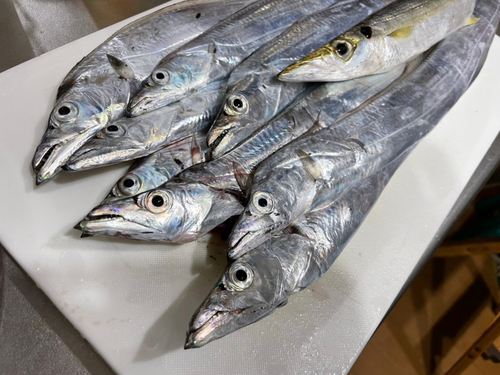 タチウオの釣果