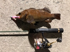 エゾメバルの釣果