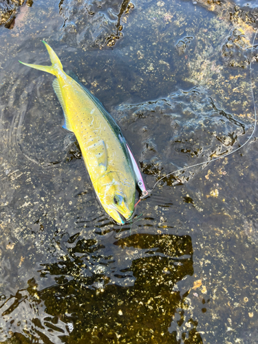 シイラの釣果