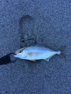 ショゴの釣果