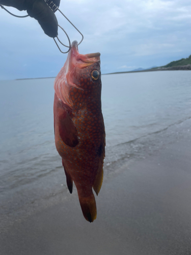 キジハタの釣果